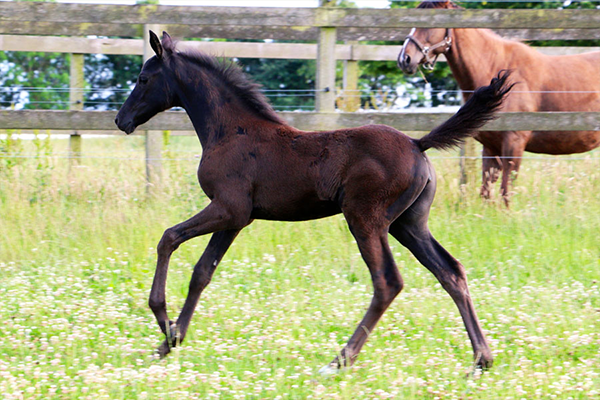 Indira-galop-2-juli-600x400