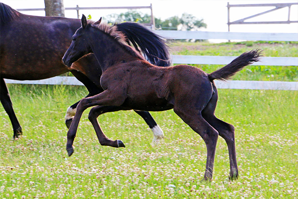 Indira-galop-juli-600x400